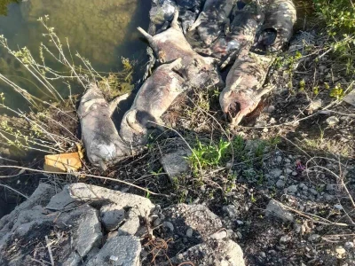Leševi svinja uz korito rijeke Drine u mjestu Johovac