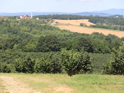 Lješnjak Derventa
