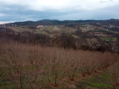 Lješnjak i orašasti plodovi su kulture nove generacije