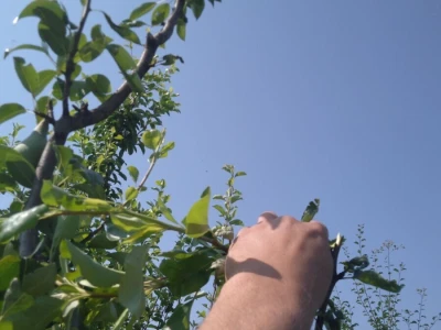 Ljetnja rezidba krušaka