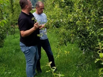 Ljetnja rezidba voća