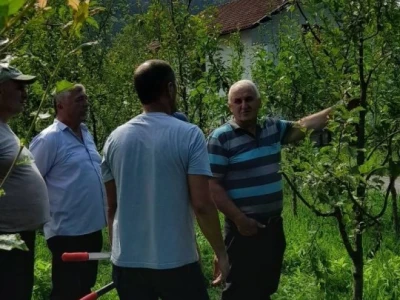 Ljetnja rezidba voća
