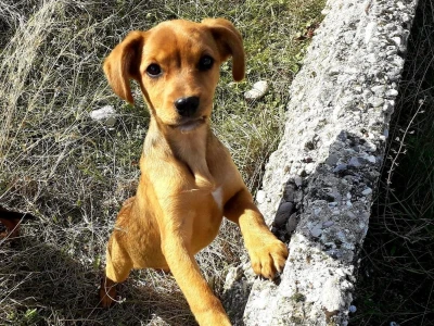 Ljubav prema životinjama povezala je učenike i profesore