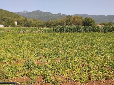 Ljubuški mladi krompir, selo Šipovača