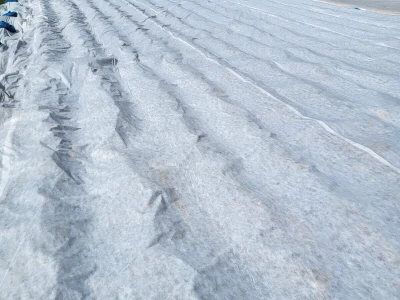 Ljubuški rani krompir