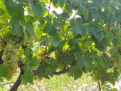 Loša godina za hercegovačke vinogradare