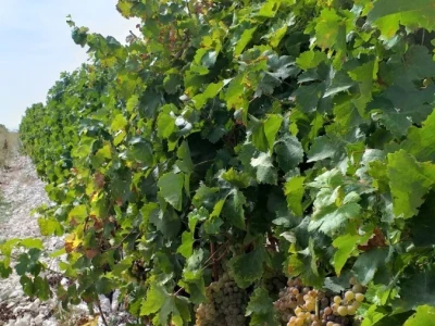 Loša godina za hercegovačke vinogradare