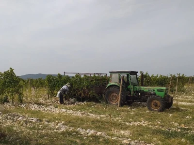 Loša godina za hercegovačke vinogradare