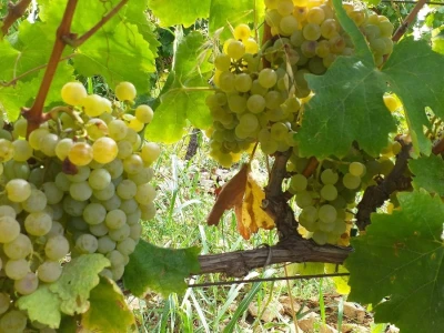 Loša godina za hercegovačke vinogradare
