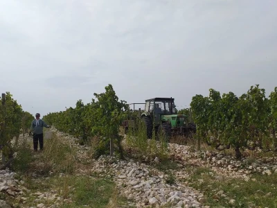 Loša godina za hercegovačke vinogradare