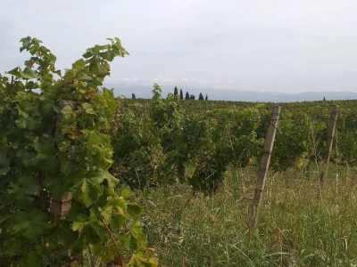 Loša godina za hercegovačke vinogradare