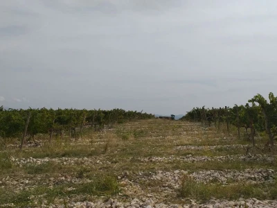 Loša godina za hercegovačke vinogradare