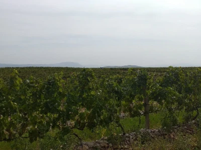 Loša godina za hercegovačke vinogradare