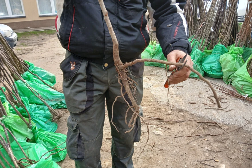 sečenje korena