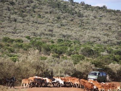 Maasai pleme