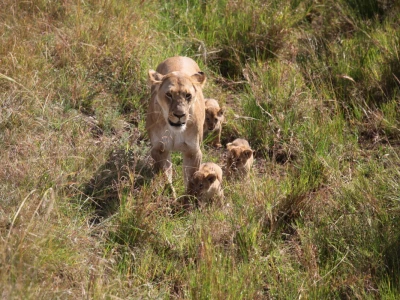 Maasai pleme