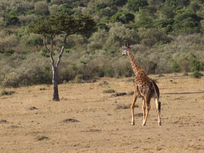 Maasai pleme