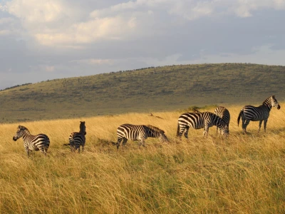 Maasai pleme