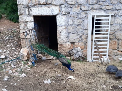 Magarad s OPG-a u Sovićima
