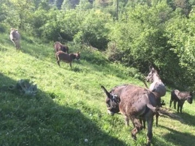 Uživanje na pašnjaku