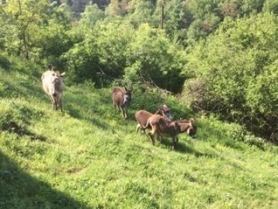 Farma magaraca u Vlasenici