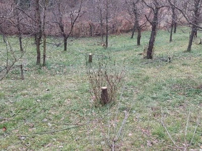 Mali voćni potkornjak