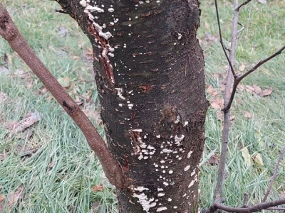 Mali voćni potkornjak