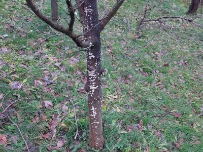 Mali voćni potkornjak