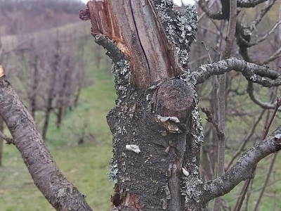 Mali voćni potkornjak
