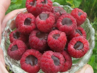 Maline