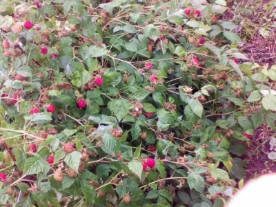 Maline