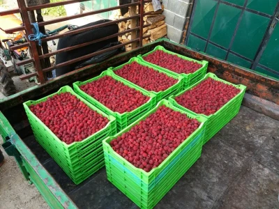 Maline