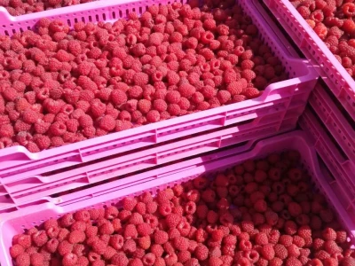 Maline