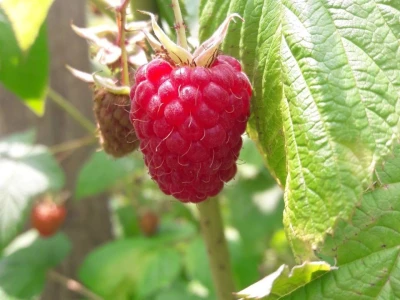 Maline