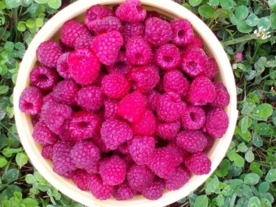 Maline