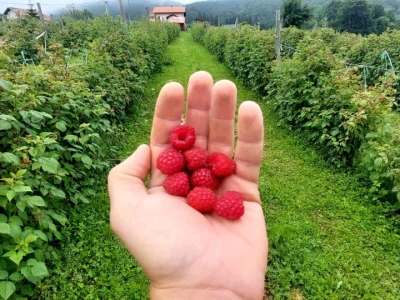 Malinjaci u Ribniku
