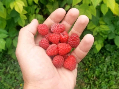 Malinjaci u Ribniku