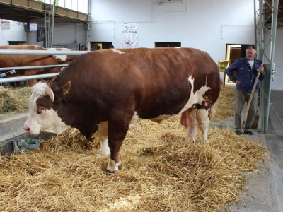 Mališa, trogodišnji bik od čak 1.550kg