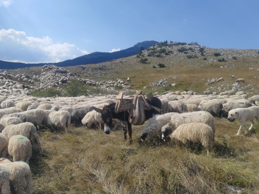 ovce na planini