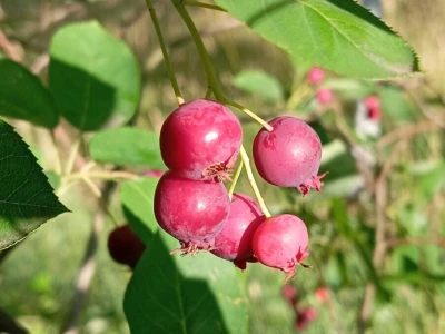 MARELA-BOROVNICA