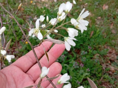 MARELA-BOROVNICA