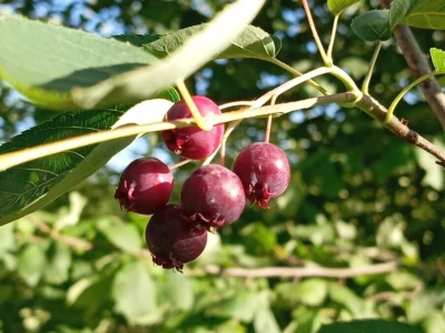 MARELA-BOROVNICA