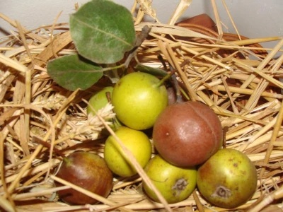 Kruška Karamut