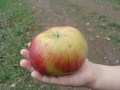 Jabuka kKlačara
