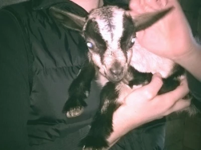 Uzgoj koza u Parku prirode Blidinje