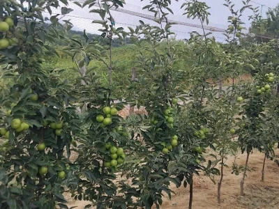 Mašina za mašinsku rezidbu voća