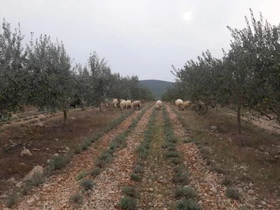 Maslinarstvo u Hercegovini