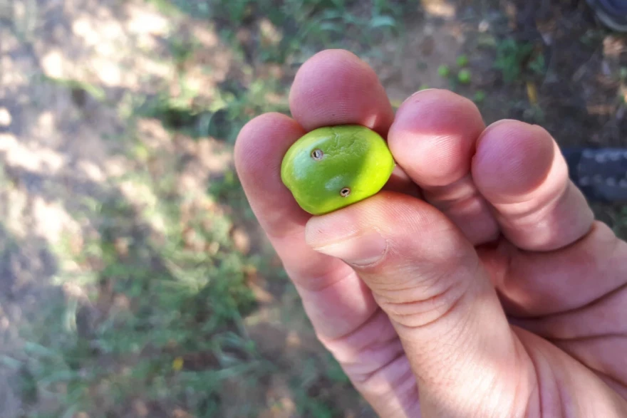 Rupica maslina
