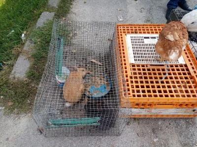 Mato Cvitić posjeduje farmu od oko petsto komada peradi