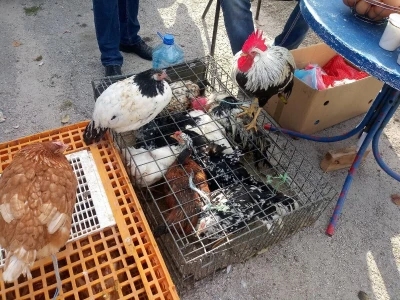 Mato Cvitić posjeduje farmu od oko petsto komada peradi